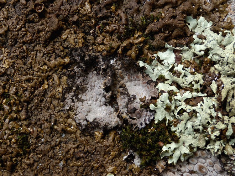 Lasallia pustulata. Lichene c�rso 4